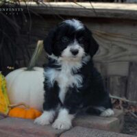 Duke-Mini Aussiedoodle 