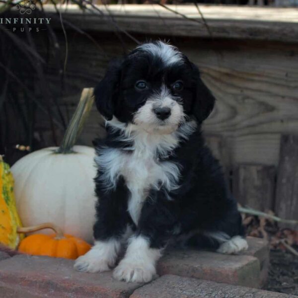 Duke-Mini Aussiedoodle