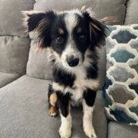 Mini Australian Shepherd Remi 