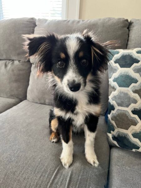 Mini Australian Shepherd Remi