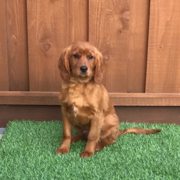 Mini Golden Retriever – Melanie C