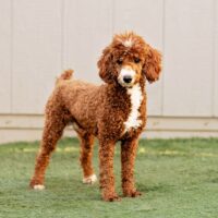 Lawson ACA Red Mini Poodle Sire Amos Zook Jr. 17 lbs 