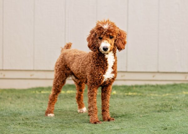 Lawson ACA Red Mini Poodle Sire Amos Zook Jr. 17 lbs