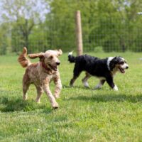 Dogs in the play yard 