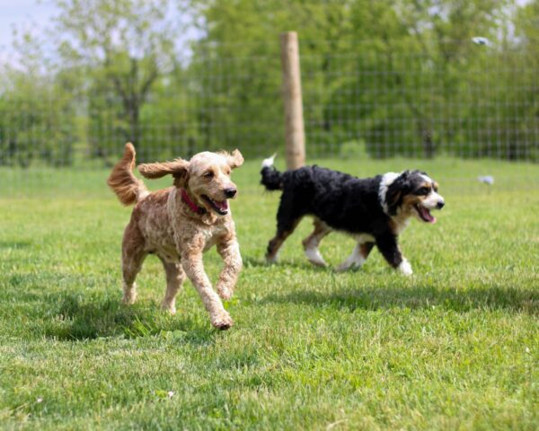 Dogs in the play yard