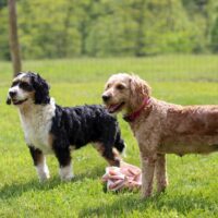 Dogs in the play yard 