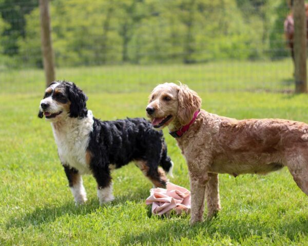 Dogs in the play yard