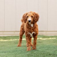 Sire – Champ – F1b Mini Goldendoodle – 23 lbs 