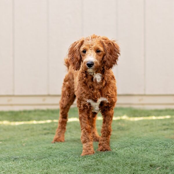 Sire – Champ – F1b Mini Goldendoodle – 23 lbs