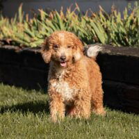 F1B Mini Goldendoodle-Mom- Shelby-20lb 