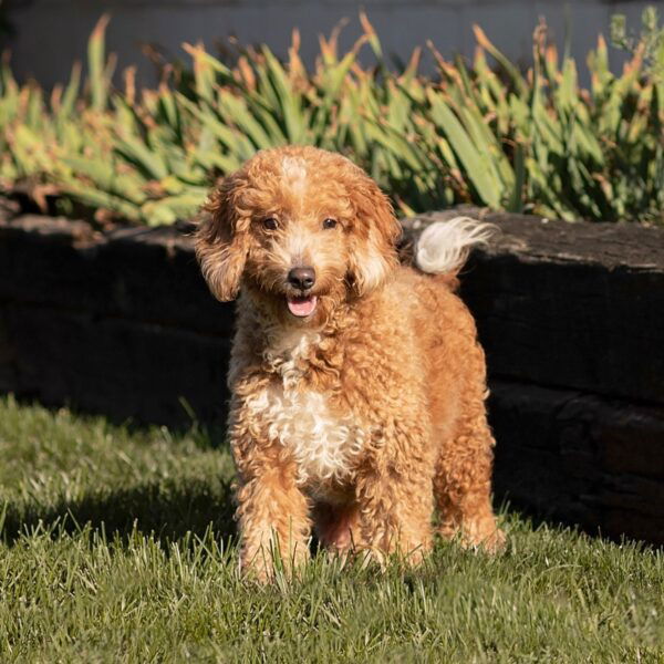 F1B Mini Goldendoodle-Mom- Shelby-20lb